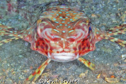 Flying Gurnard preparing to push back. by Kevin Bryant 